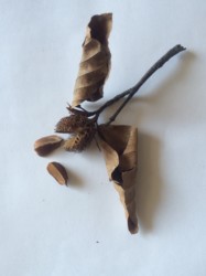 ブナの実を身近に見る