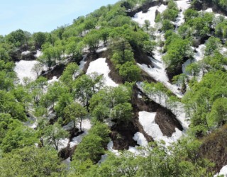 月山新道の朝日連峰沿いの新緑