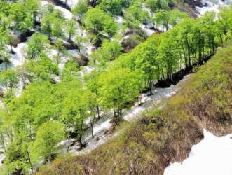 月山新道の朝日連峰沿いの新緑
