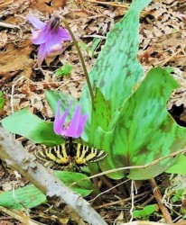 翅を開いてカタクリの花で吸蜜中