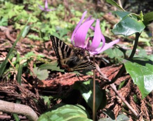 翅を開いてカタクリの花で吸蜜中