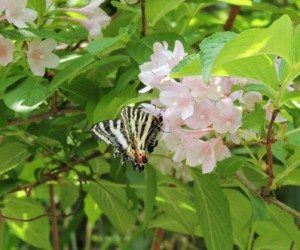 タニウツギの花で吸蜜中(鶴岡市)