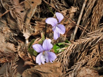 吸蜜すると言われるスミレサイシン