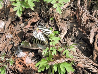 枯れ葉の上で交尾中