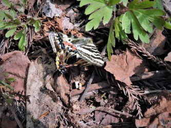 枯れ葉の上で交尾中