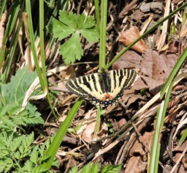 早春の陽射しで体を温める