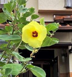 ハマボウの花