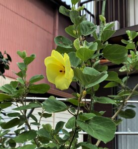 ハマボウの花