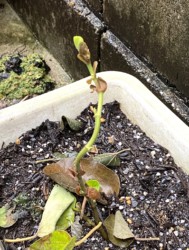 葉が落ちてるが、芽と小さな葉が残る