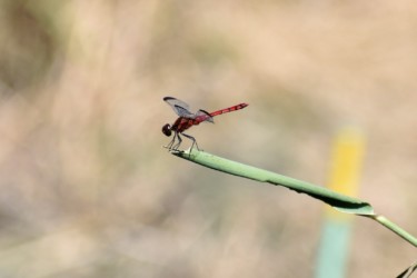 コノシメトンボのオス
