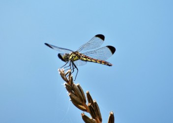 コノシメトンボのメス