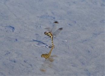 メスの単独打水産卵(昨年度撮影)