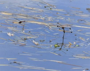 産卵中のメスを奪うチャンスを伺うオス