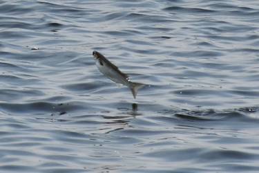 ボラの飛び跳ね