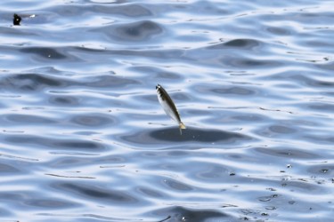 ボラの飛び跳ね