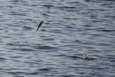 かなり高く飛ぶボラ