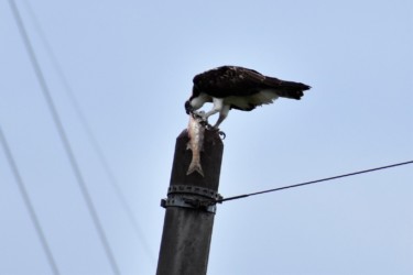 ボラを食べるミサゴ