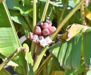 バナナと思われる植物の実