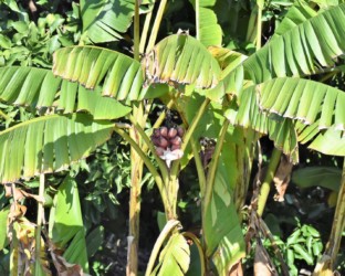 バナナと思われる植物の実