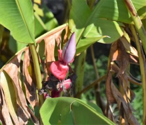 バナナと思われる植物の雄花