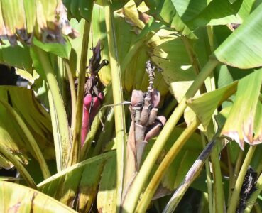 バナナと思われる植物の枯れた花茎