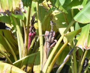 バナナと思われる植物の枯れた花茎