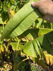 バナナと思われる植物の葉の裏