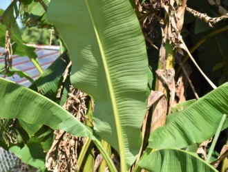 バショウの葉の裏