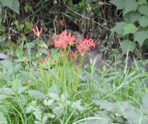 赤いヒガンバナ