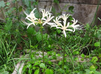 自宅の白いヒガンバナ