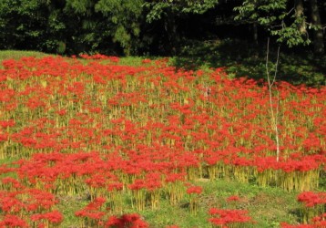 一面のヒガンバナ