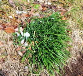 冬のヒガンバナの葉