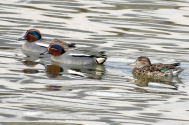 生殖羽のオスとメス