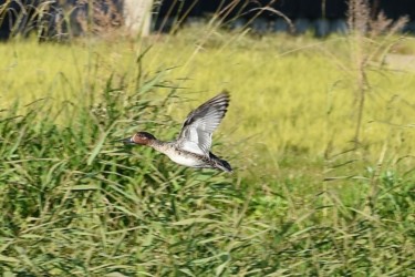 エクリプスのオス