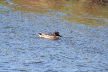 エクリプスのオス