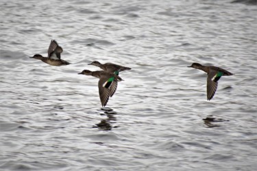 10月の生殖羽前でオスとメスの判別不能