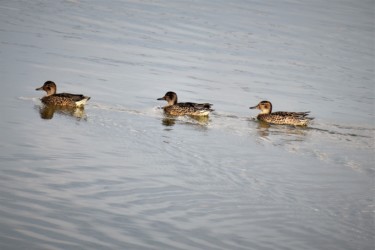 10月の生殖羽前でオスとメスの判別不能