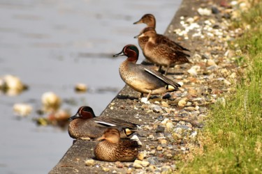 4月末で体色が濃くなる
