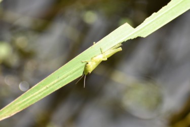 幼虫が葉を食べる