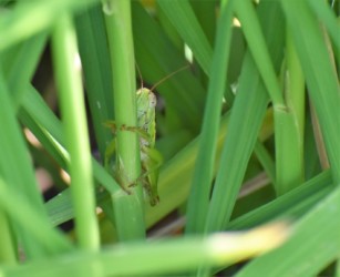 隠れるように止まる