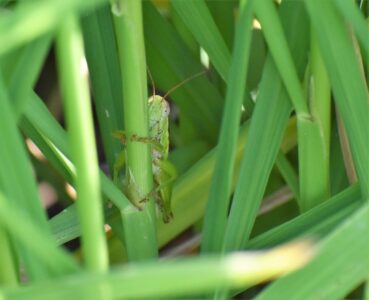 隠れるように止まる
