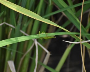 隠れるように止まる