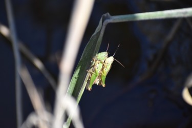 オスをオンブする