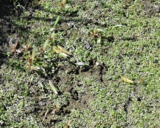 メスをめぐる3匹のせめぎ合い