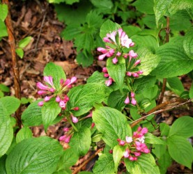 タニウツギのつぼみと花