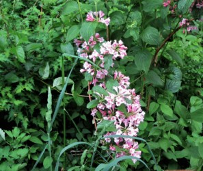 ピンクのタニウツギ