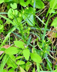 センブリのツボミ