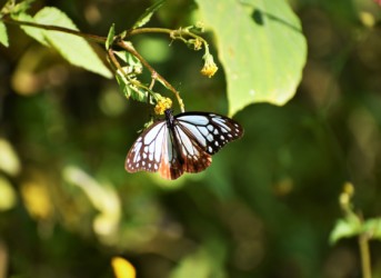 センダングサの花を吸蜜中のアサギマダラ