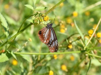 センダングサの花を吸蜜中のアサギマダラ