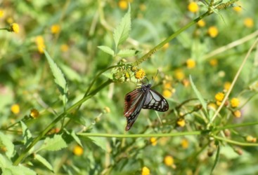 センダングサの花を吸蜜中のアサギマダラ